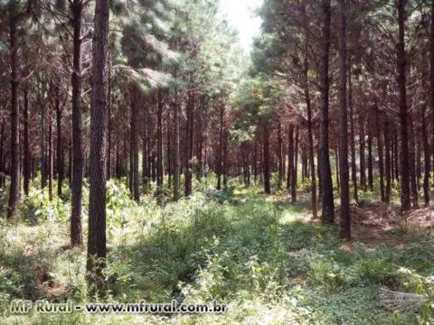 Reflorestamento de Pinus e Eucalipto