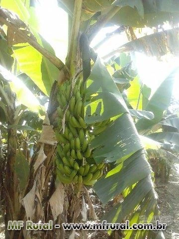 Bananas nanicas direto do produtor.