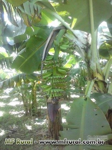 Bananas nanicas direto do produtor.