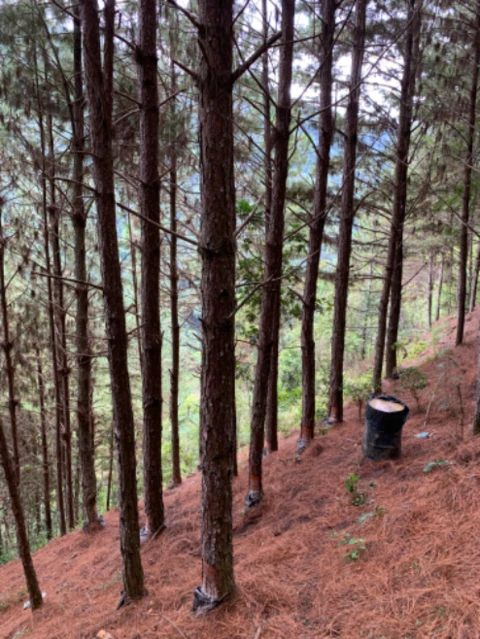 Vendo Area com 20 Alq em Apiai, com floresta de Pinus em pé com mais de 15 anos
