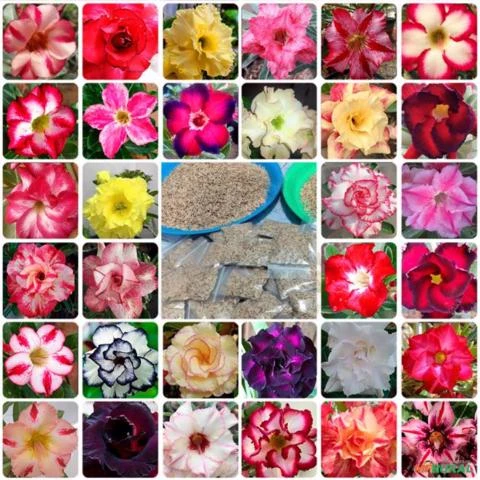 Sementes rosas do deserto variedade dobrada 500 sementes