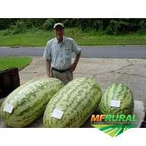 sementes de melancia gigante do congo carolina croos