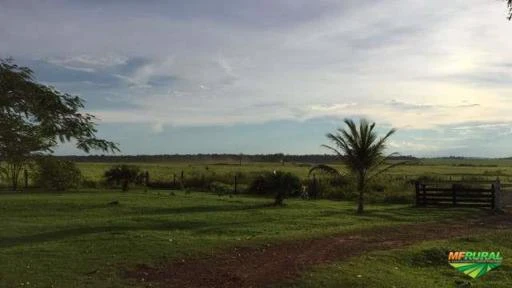 Linda fazenda em Rondônia na beira do asfalto