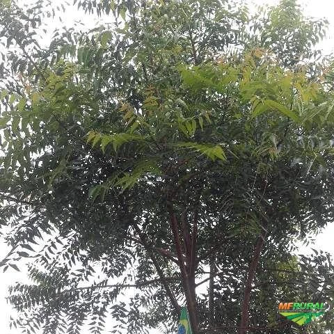 150 folhas naturais de NEEM NIM natural 100% orgânico in natura colhidas direto da árvore