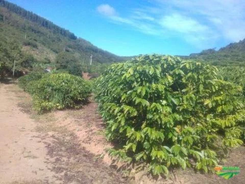 Terreno com plantação de café e eucalipto.