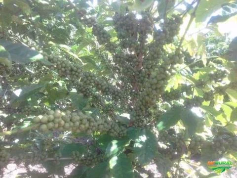 Terreno com plantação de café e eucalipto.