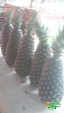 Abacaxi de Marataízes