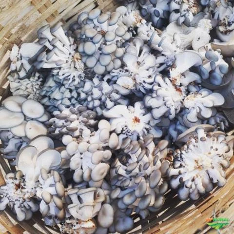 Cogumelos Shimeji Branco
