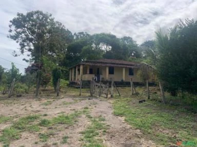 Fazenda de Cacau - Sul da Bahia - Uruçuca