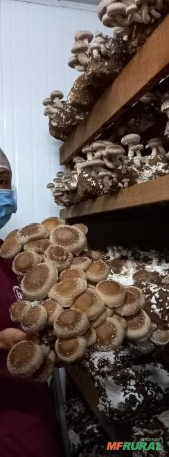 Curso Cultivo de Cogumelo Shiitake em Substratos - Produção de Substrato -  Cursos CPT 