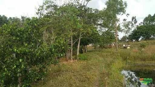 Chácara com 29 hectares sendo 15 de eucalipto plantado