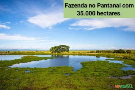 FAZENDA COM 35.000 HECTARES NO PANTANAL, MUNICÍPIO DE POCONÉ-MT.