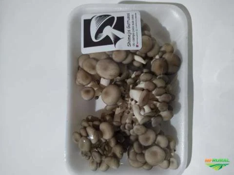 Cogumelos Shitake E Shimeji em Teresópolis RJ à venda. Compre 409108