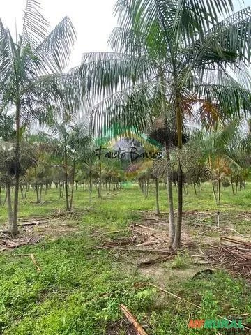 Fazenda à venda no Baixo Tocantins, entre Baião e Mocajuba - Pará - 3.000 hectares