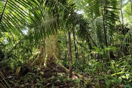 Área mata nativa Amazonia brasileira