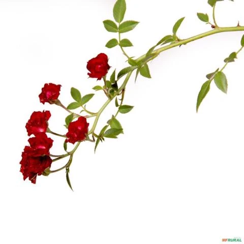 Muda de Rosa Vermelha Altura de 0,10 cm a 0,30 cm