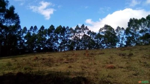 Arrendo terreno com 40 hectares em Ibertioga MG