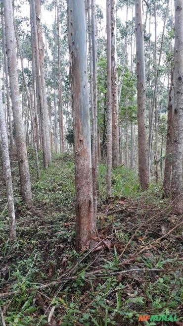 Vende-se floresta formada de eucalipto