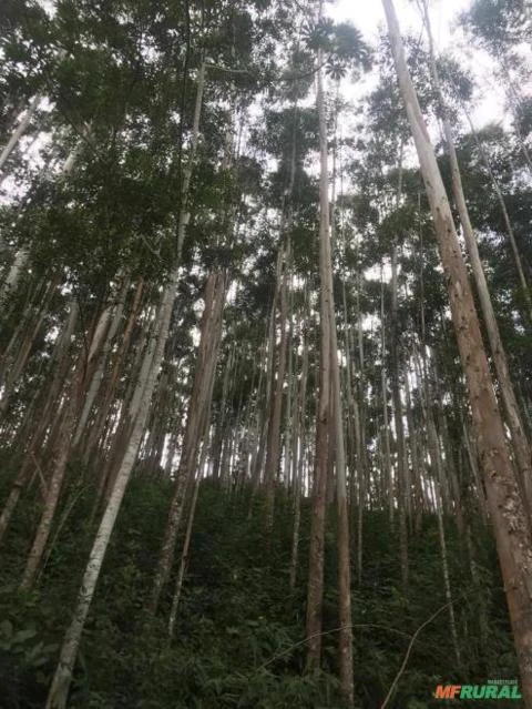 Vende-se floresta formada de eucalipto