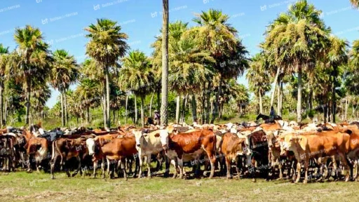Fazenda para pecuária e rizicultura no Chaco Paraguaio, Paraguai