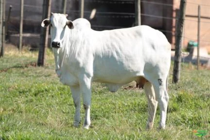 Vacas Nelore PO De Primeira Cria (Mochas) - Touro E Garrotes