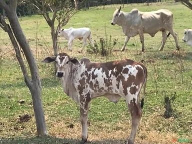 Vacas Nelore PO De Primeira Cria (Mochas) - Touro E Garrotes
