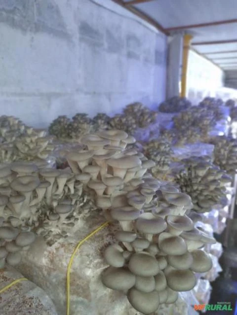 Curso Cultivo de Cogumelo Shiitake em Substratos - Produção de Substrato -  Cursos CPT 