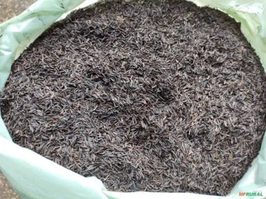 Casca de arroz carbonizada