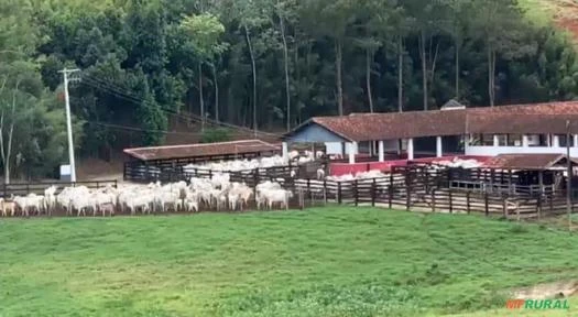 Fazenda Porteira Fechada com Gado em Lorena SP