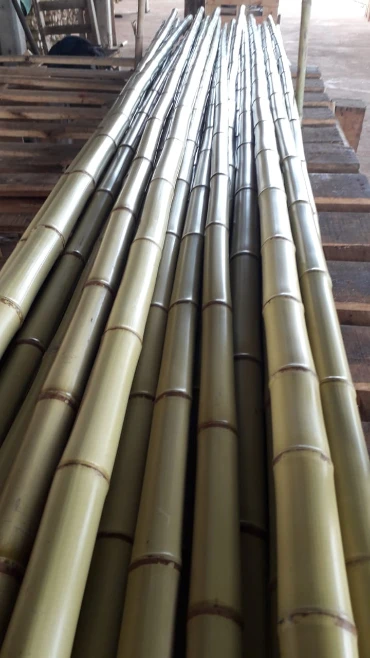 bambu tratado