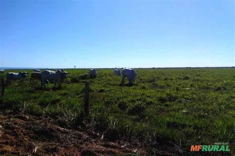 Fazenda Município próximo   Rondônia, fazenda 150 mil hectares
