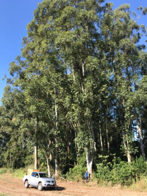 Cavaco de eucalipto para biomassa