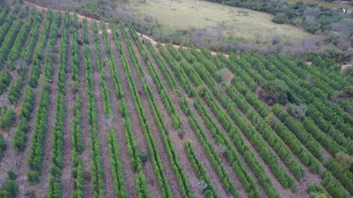 Fazenda de 3000 hectares em Corinto/Minas Gerais