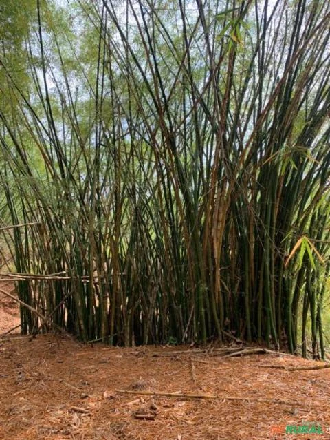 Moitas de Bambu em Minas Gerais