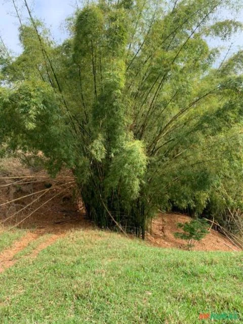 Moitas de Bambu em Minas Gerais