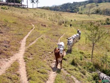Fazenda em Andradas Minas Gerais com 365 hectares