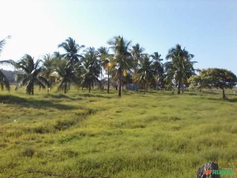 Fazenda na Bahia com 276 hectares