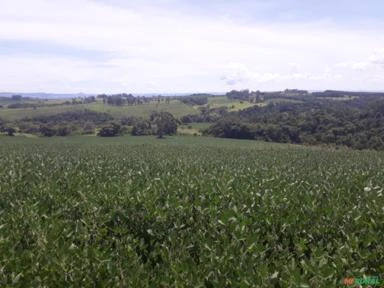 Área rural de 57 hectares em Carlópolis PR