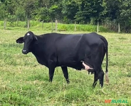 Vacas Guzolando de Alta Qualidade Genética "A2A2"