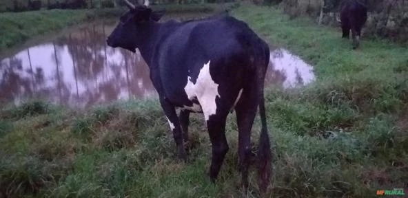 Vaca Holandesa Prenha de 3 meses