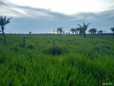 Vende-se Fazenda de 477 hectares em Iracema