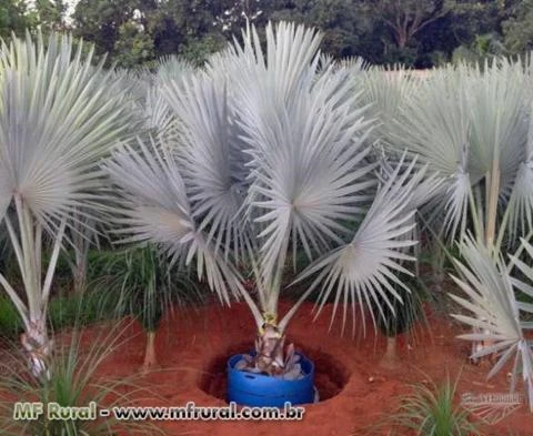Palmeira Bismarckias