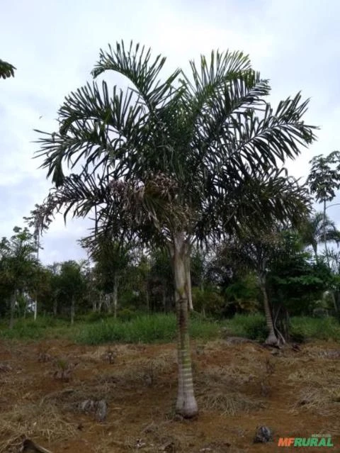 Palmeira Locuba