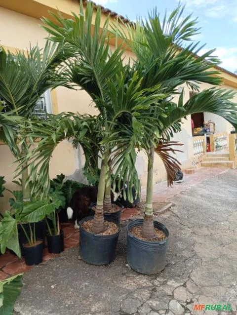 Palmeira Veitchia