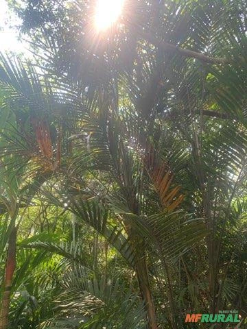 Palmeira LACCOSPADIX Australasia OU ATHERTON PALM