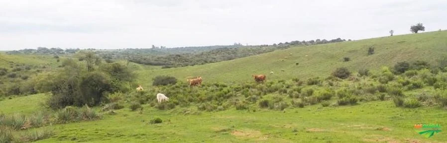 Fazenda no Rio Grande do Sul-Especial para pecuária- 280 hectares