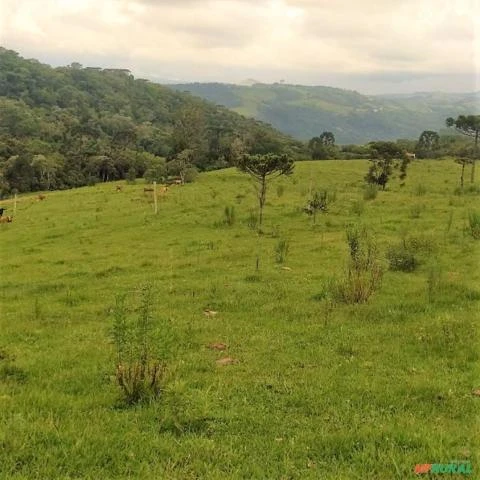 Alfredo Wagner- Serra Catarinense -Terreno rural com 142.000 m²