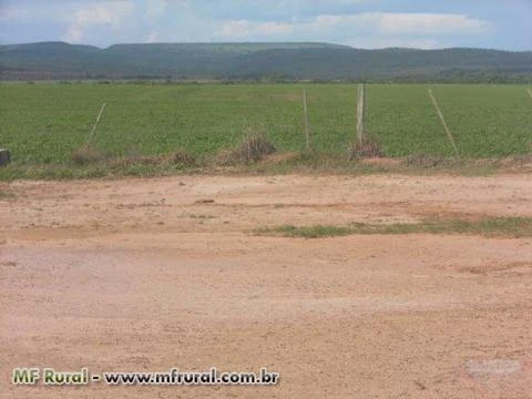 Fazenda no Município de Paranatinga -MT com  26000ha
