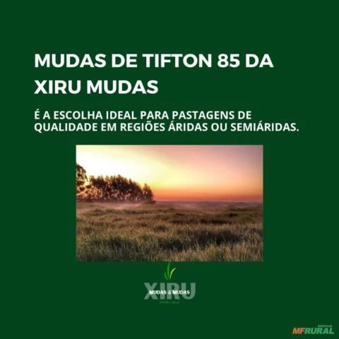 MUDAS TIFTON 85