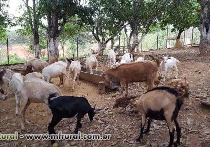 VENDO UM LOTE DE CABRAS